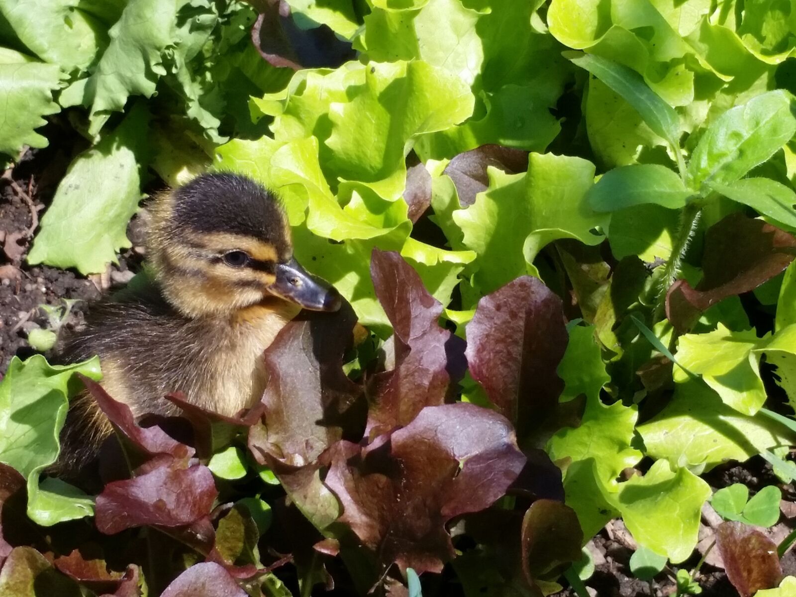 Samsung Galaxy S5 sample photo. Spring, spring harvest, salad photography