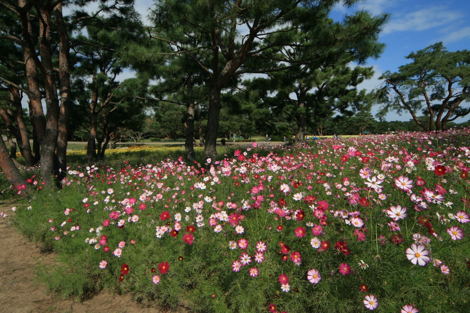 Canon EOS 400D (EOS Digital Rebel XTi / EOS Kiss Digital X) sample photo. Flowers, landscape, cosmos photography