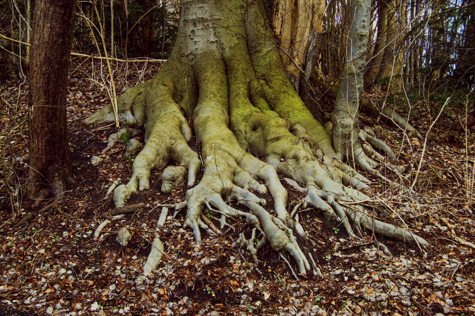 Nikon D3200 sample photo. Big, foot, roots, tree photography