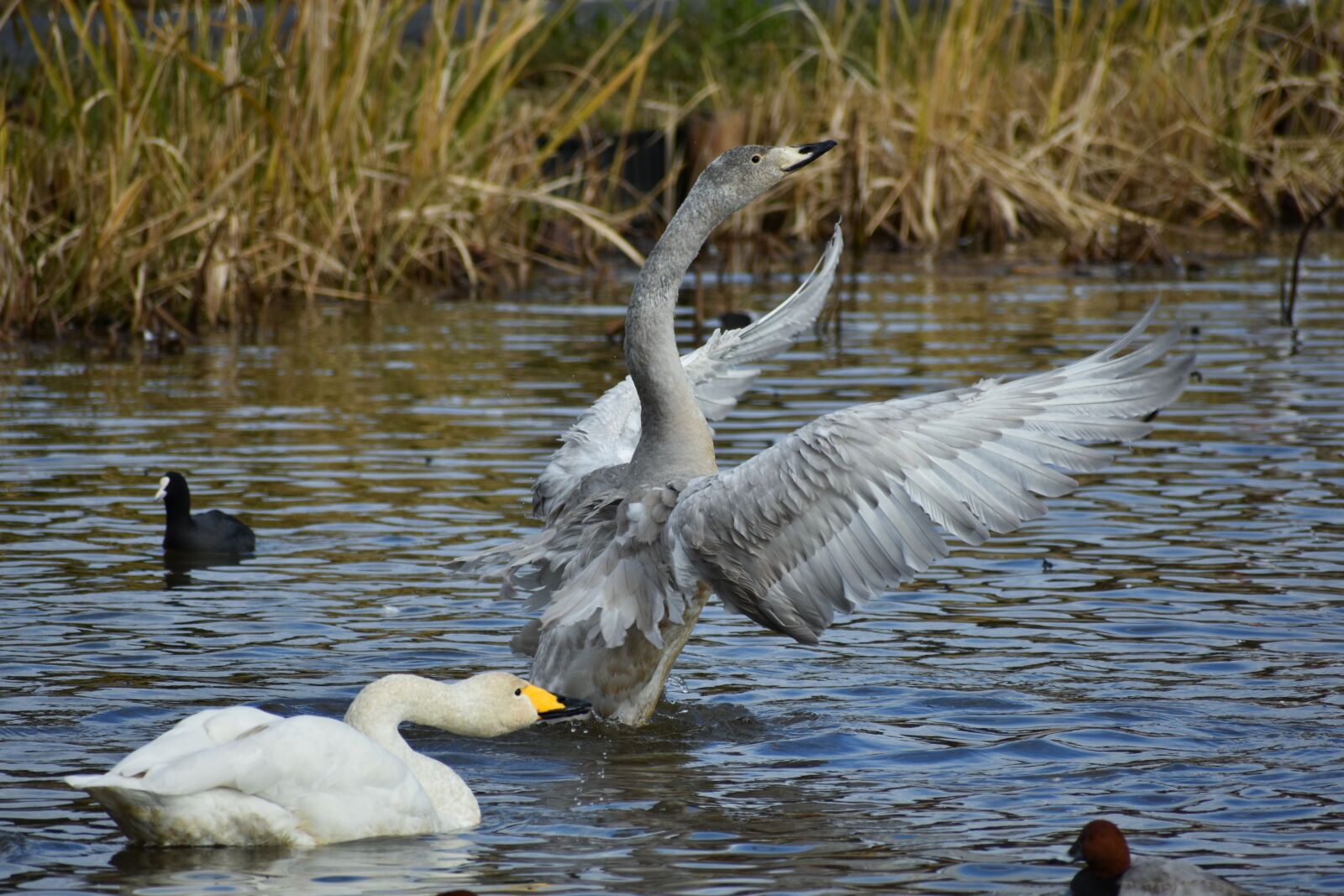 Nikon D7200 sample photo. Animal, lake, waterside photography
