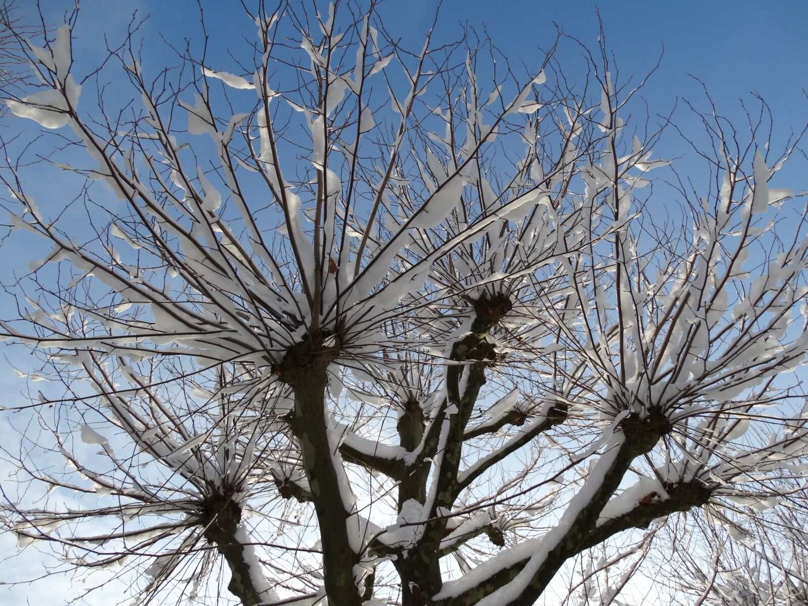 Sony Cyber-shot DSC-HX300 sample photo. Winter, cold, aesthetic photography