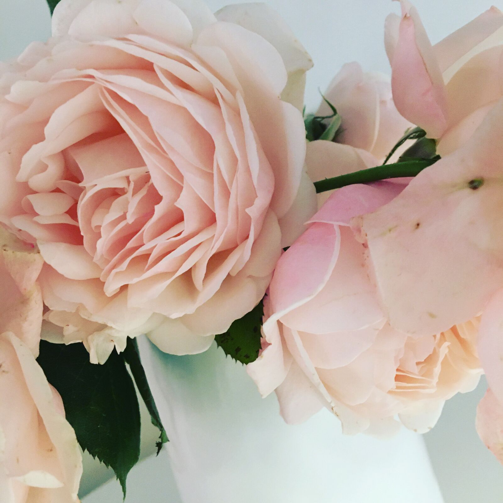 Apple iPhone 6s sample photo. Roses, romance, romantic photography