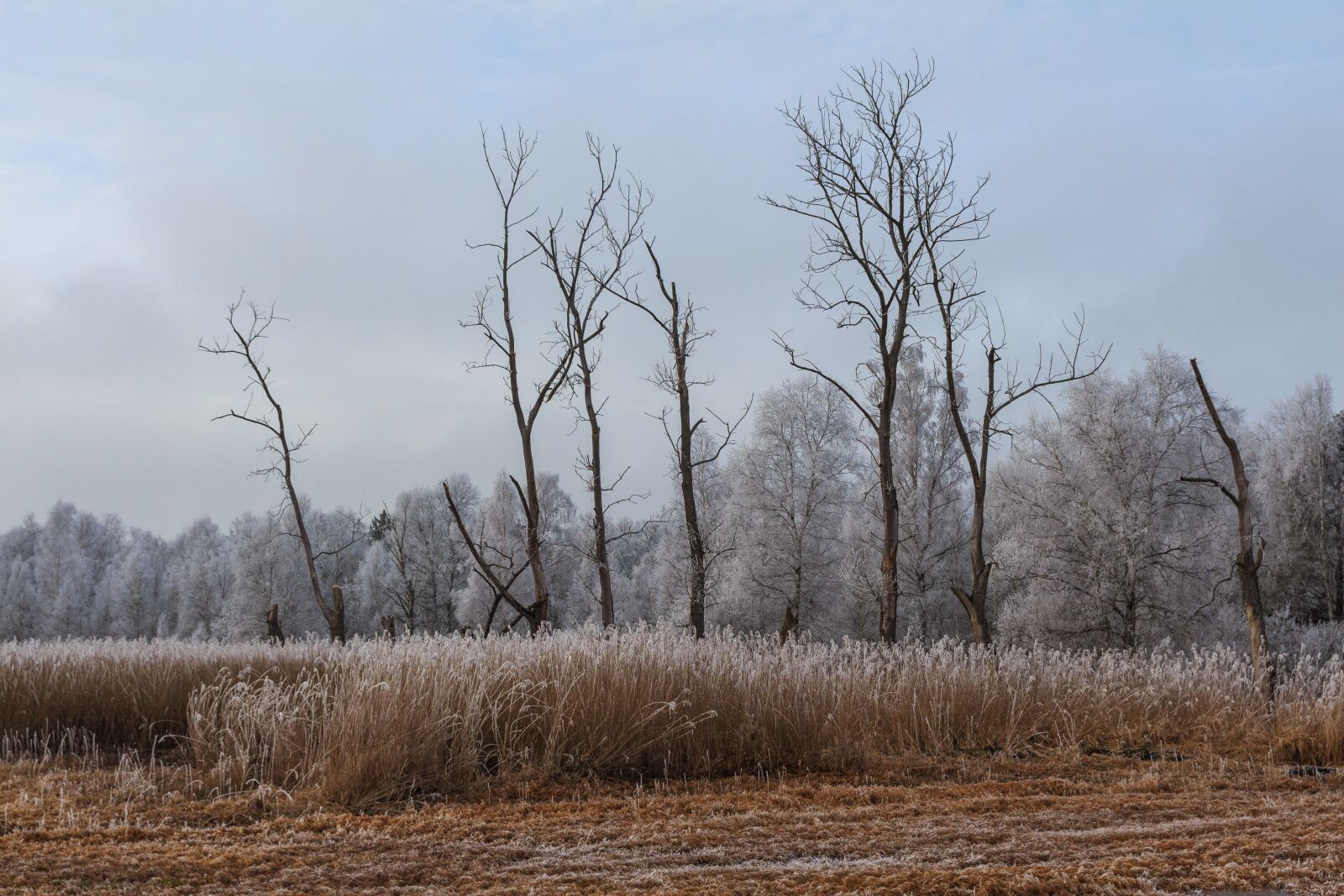 Canon EOS 650D (EOS Rebel T4i / EOS Kiss X6i) sample photo. Ice, cold, winter photography