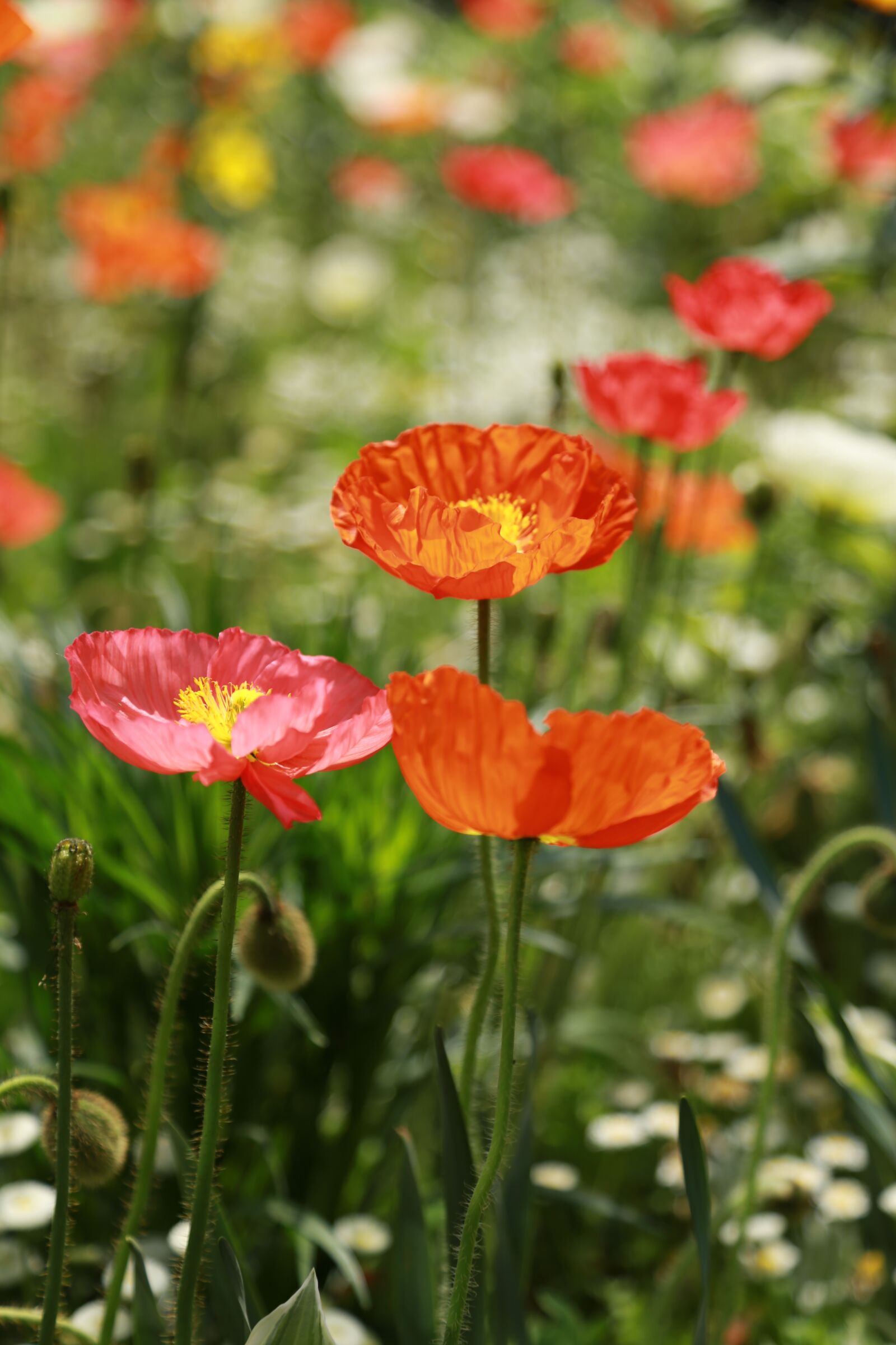Canon EOS 6D + Canon EF 24-105mm F4L IS USM sample photo. Noel online gift shop photography