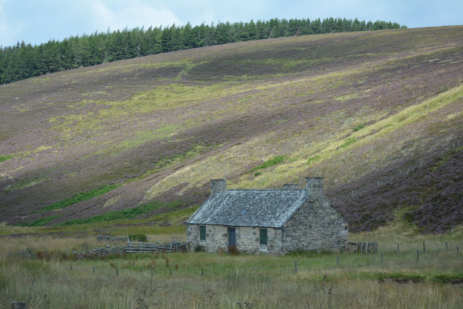 Nikon D5200 sample photo. Scotland, heather, landscape photography