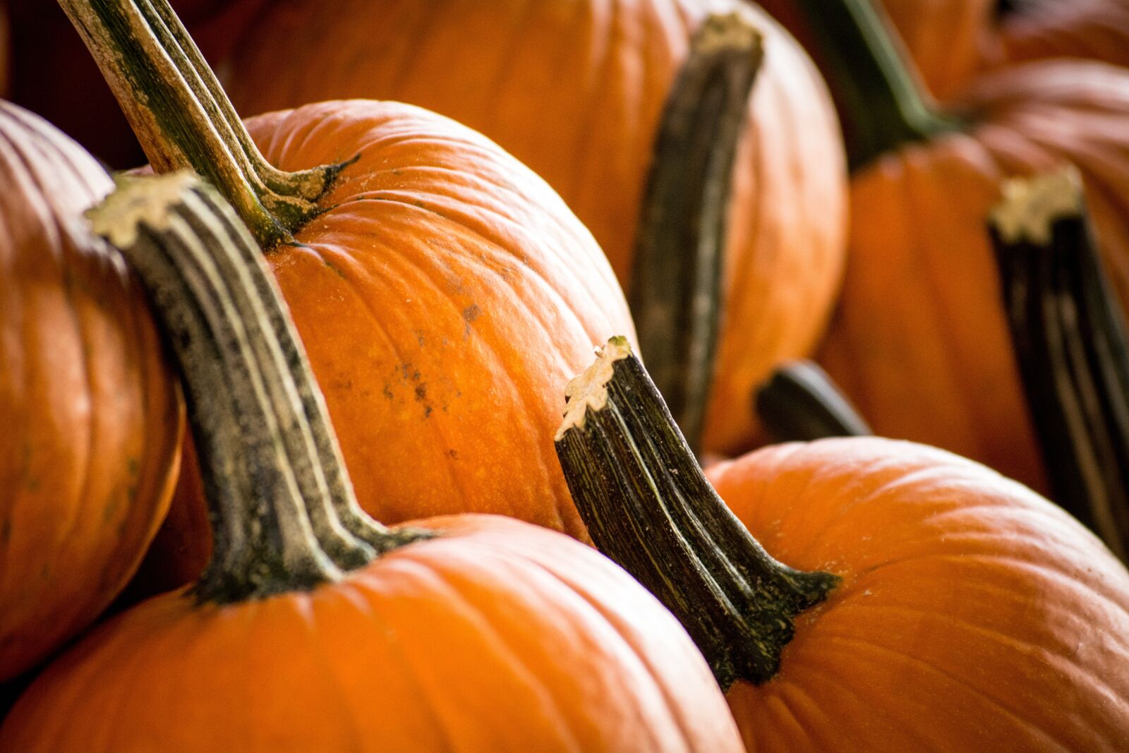 Nikon D5200 sample photo. Pumpkin, halloween, thanksgiving photography