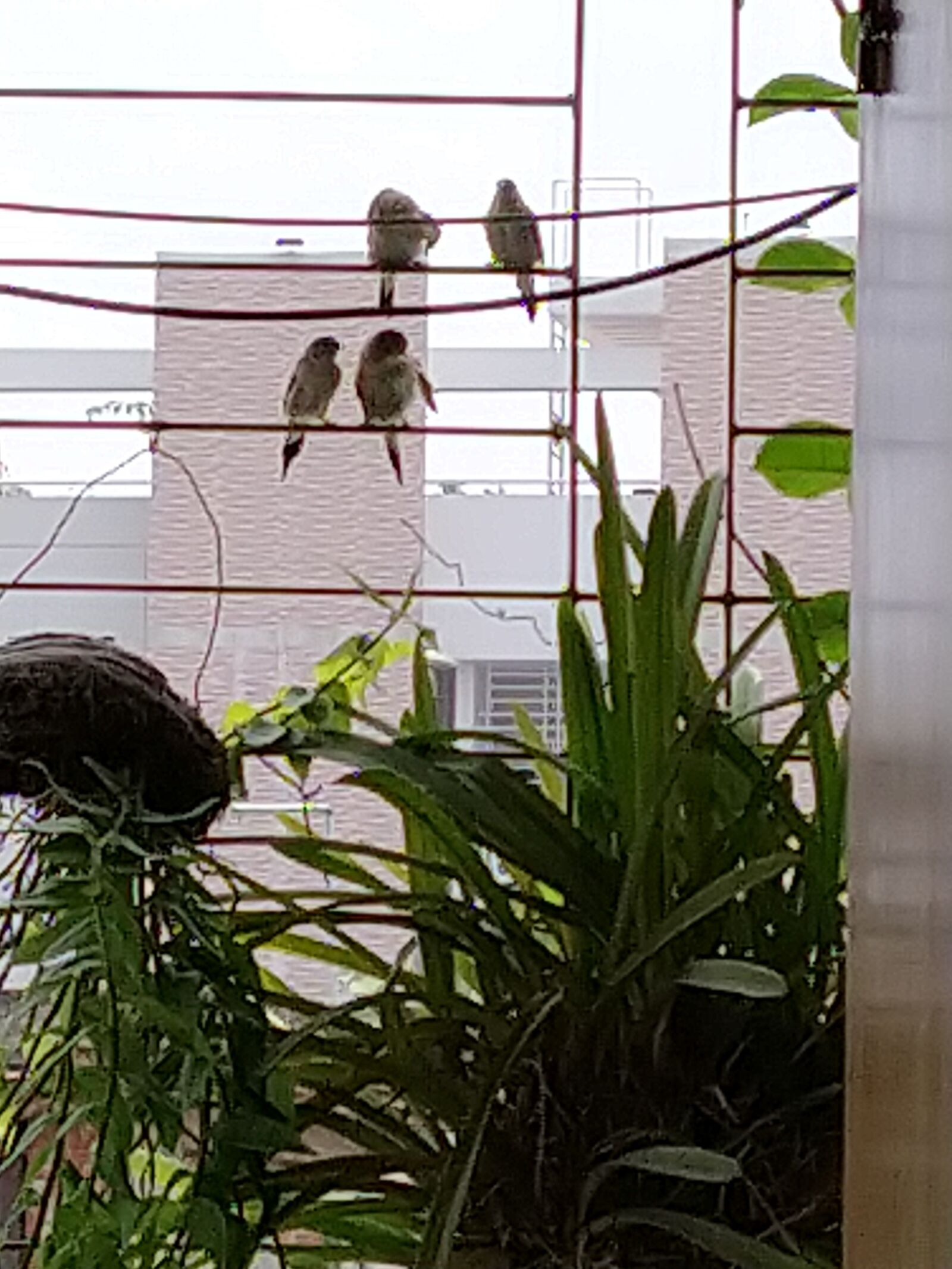 Xiaomi Mi A3 sample photo. Birds at balcony, love photography