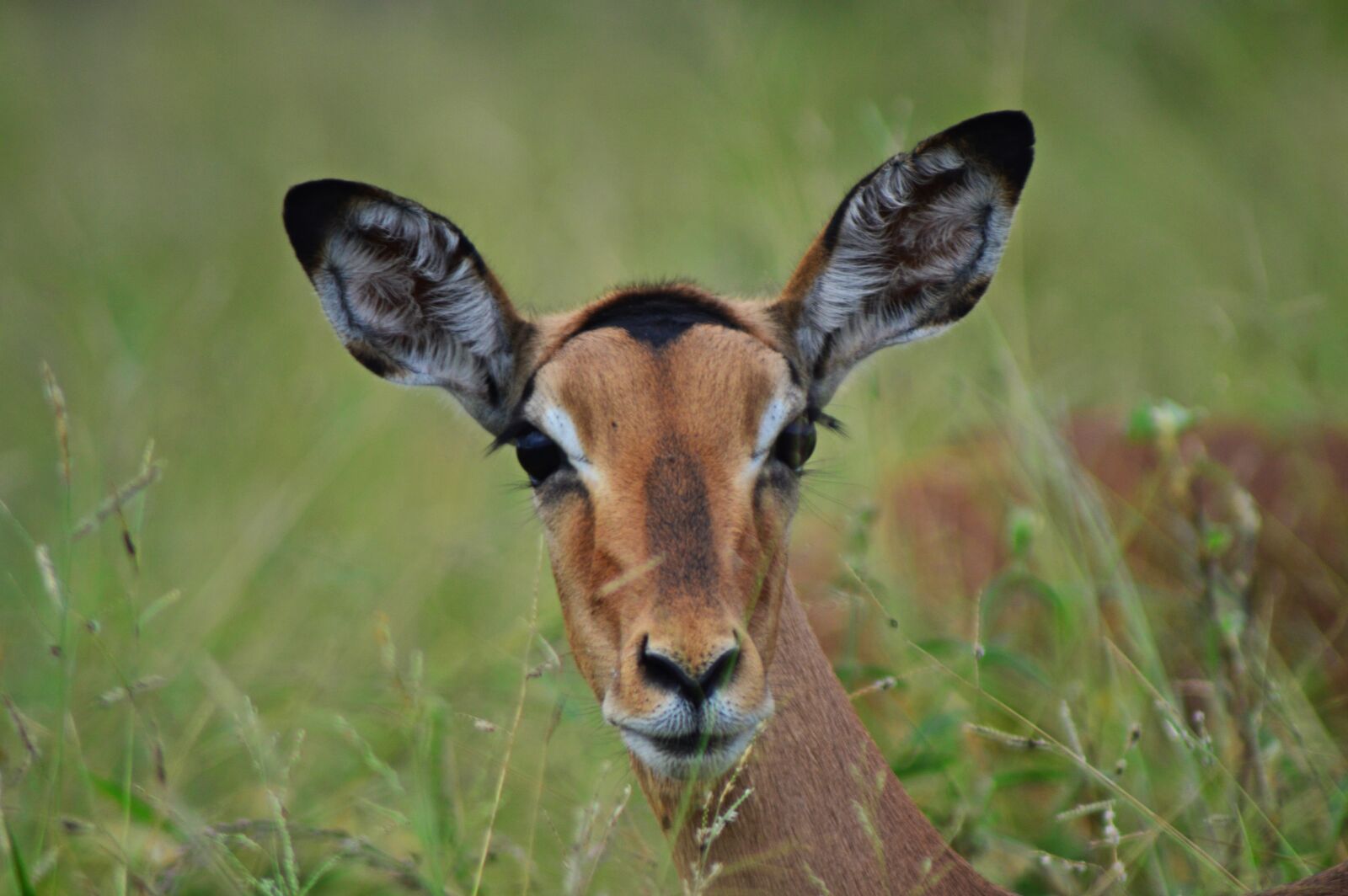 Nikon D3200 sample photo. Impala, antelope, wildlife photography