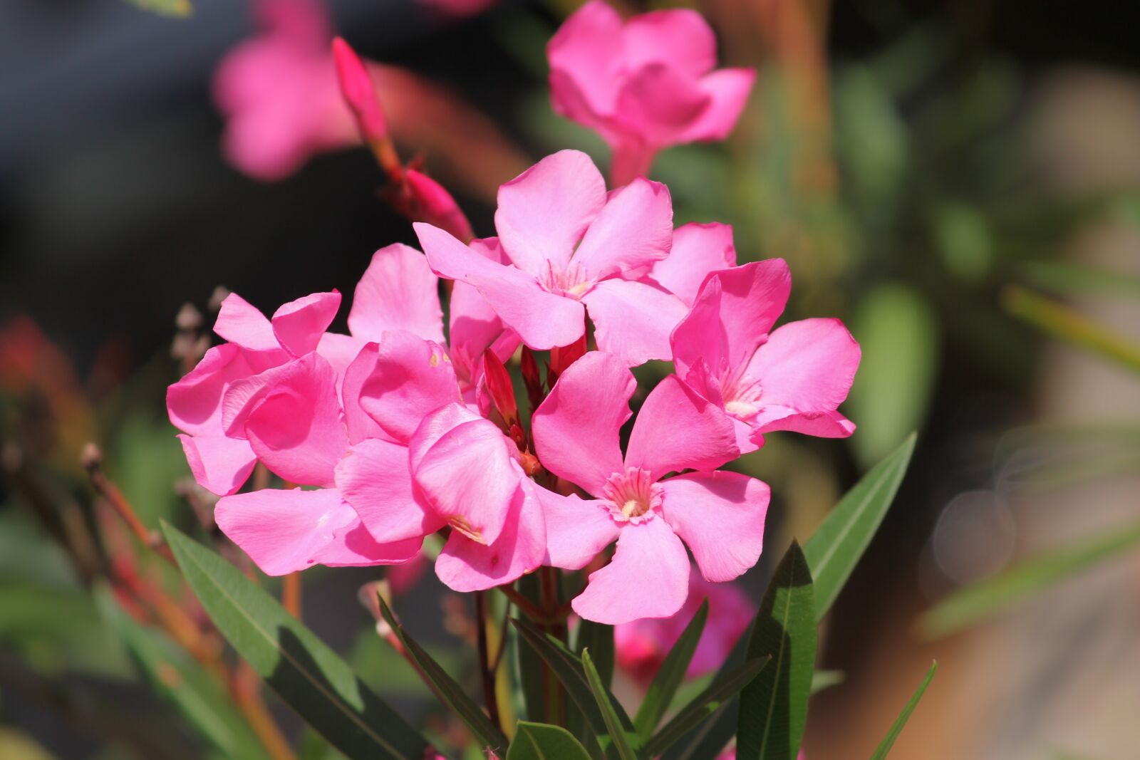 Canon EOS 1100D (EOS Rebel T3 / EOS Kiss X50) sample photo. Oleander, flowers, nerium oleander photography