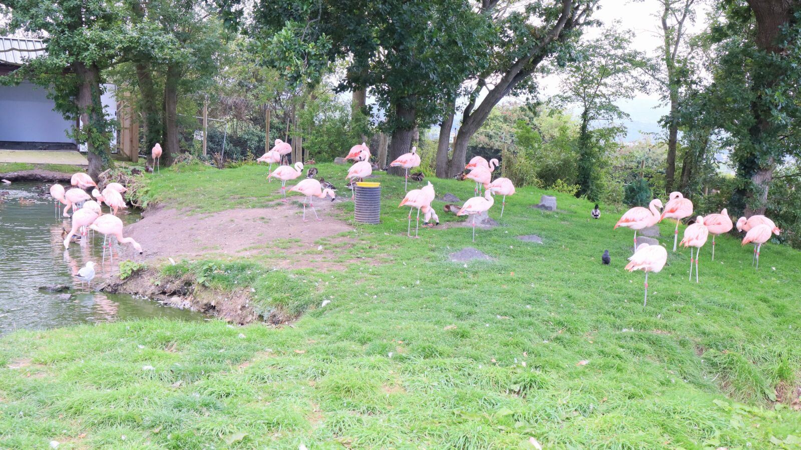Canon EOS M50 (EOS Kiss M) sample photo. Flamingo, zoo, bird photography