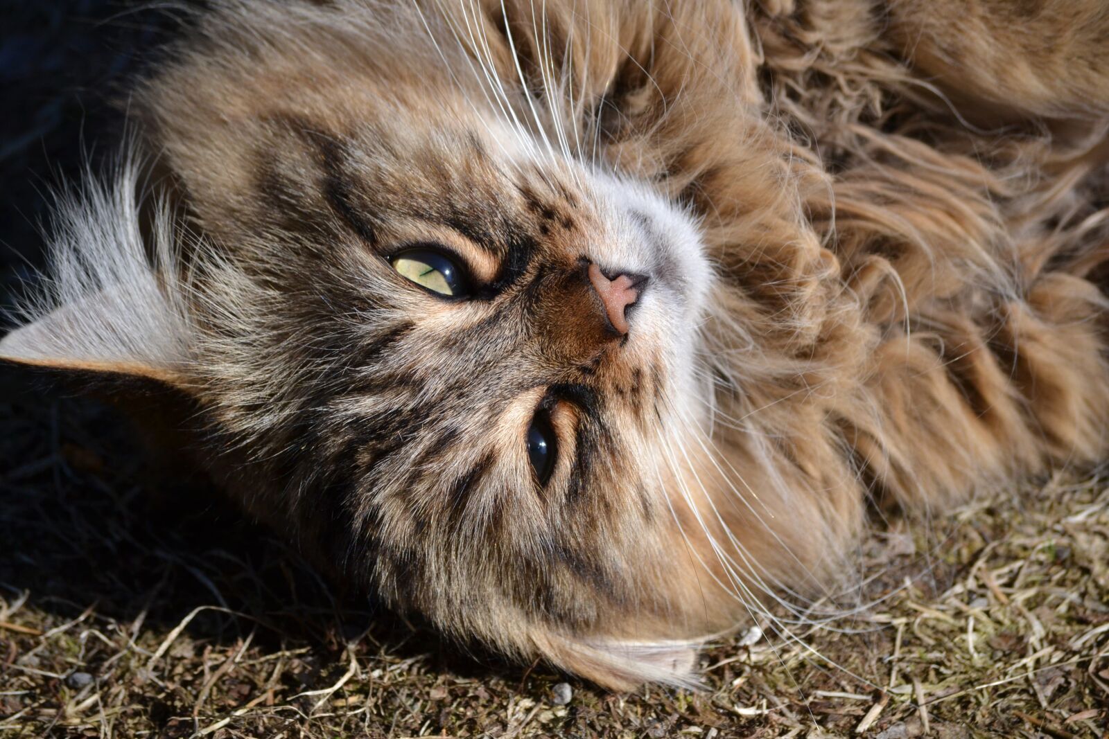 Nikon D3100 sample photo. Animal, cat, longhair photography