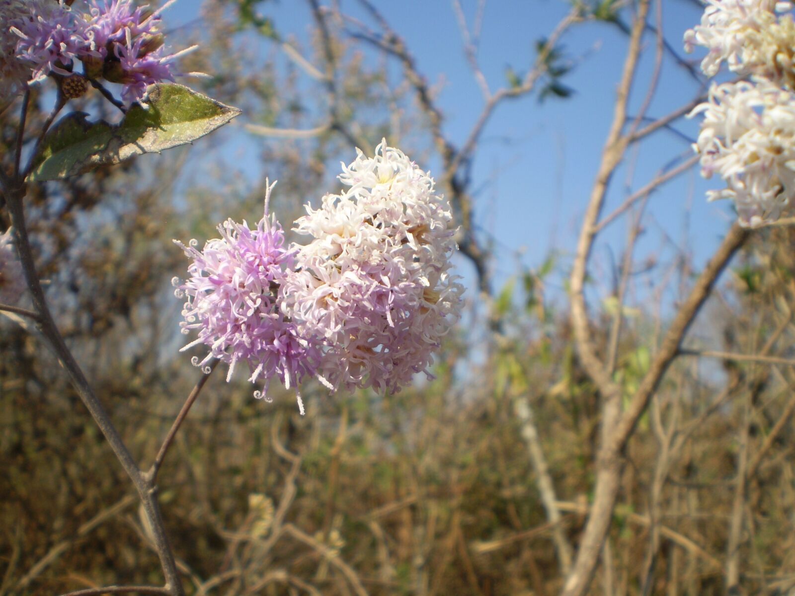 Olympus FE210,X775 sample photo. Flowers, wild, lilacs photography