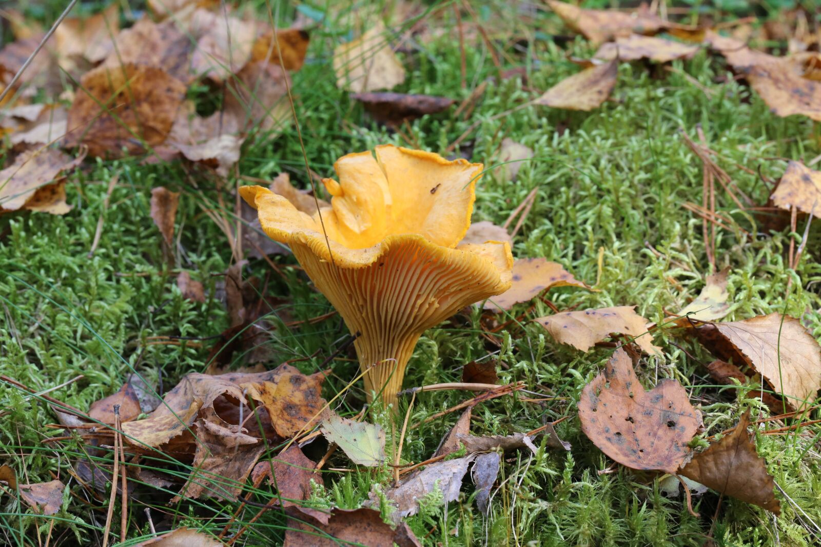Canon EOS 6D + Canon EF 100mm F2.8L Macro IS USM sample photo. Mushroom, mushrooms, autumn photography