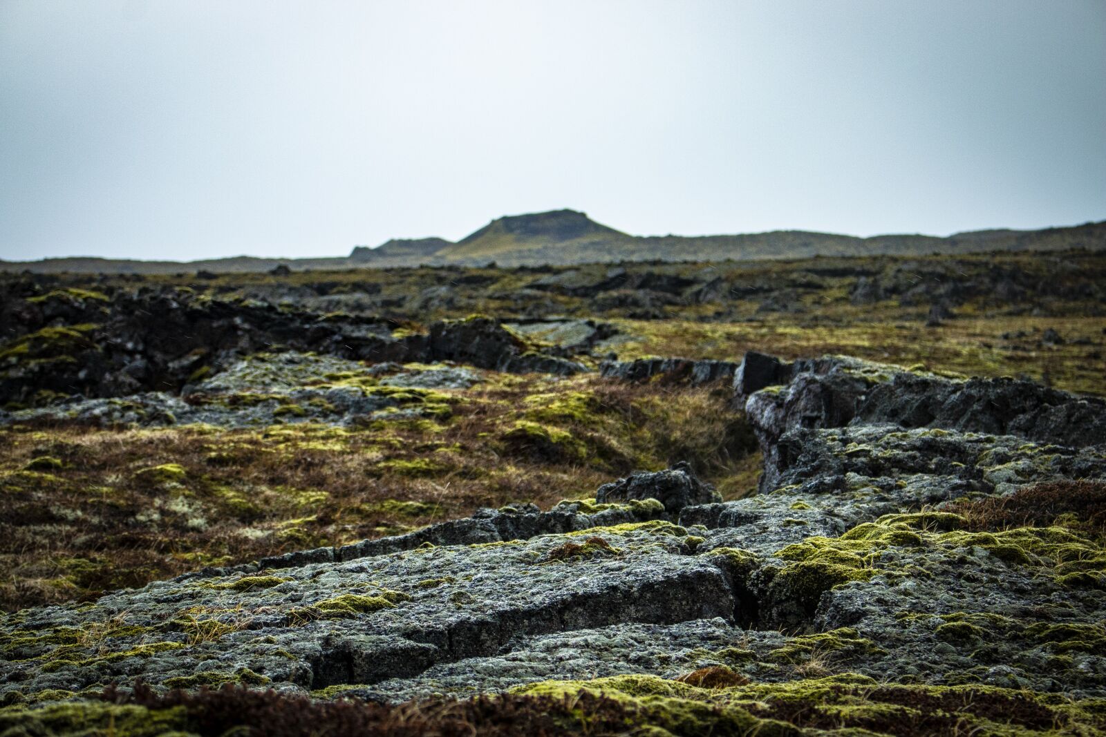 Canon EOS 70D sample photo. Iceland, moss, green photography
