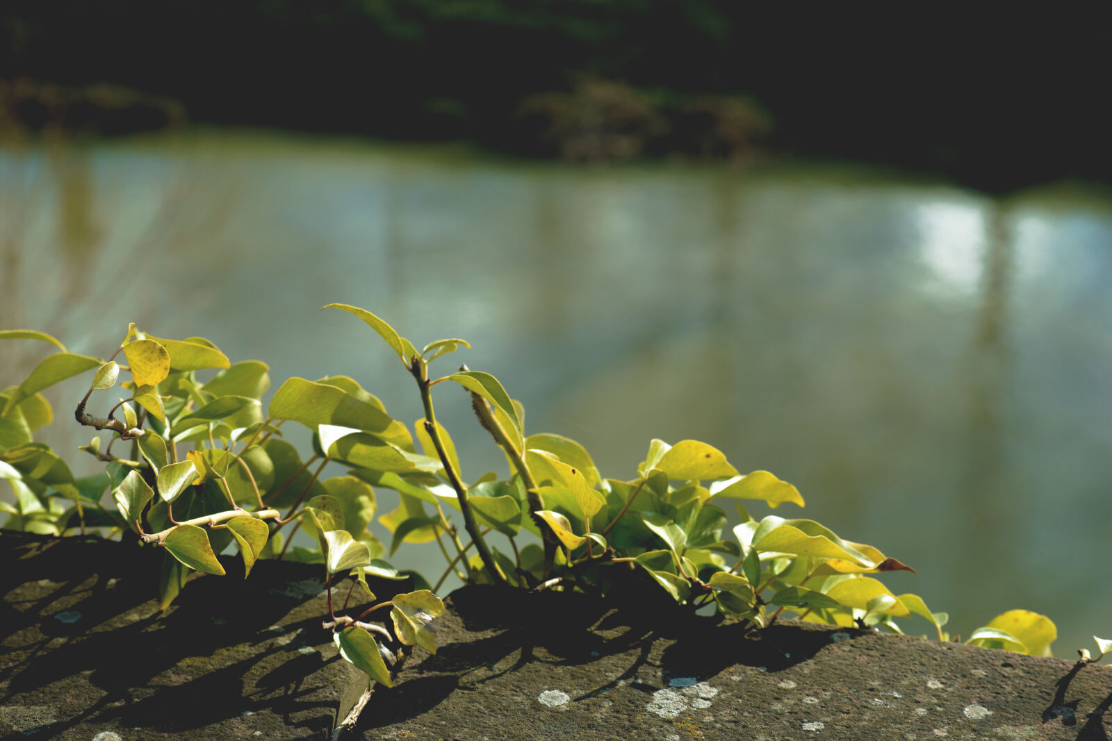 24-70mm F2.8-2.8 SSM sample photo. Leaves, nature, river photography