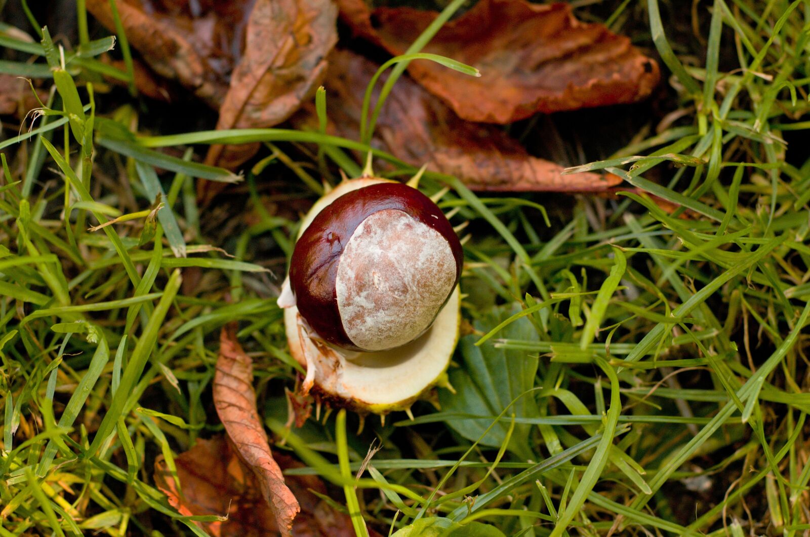 Nikon D7000 sample photo. Chestnut, grass, conker photography