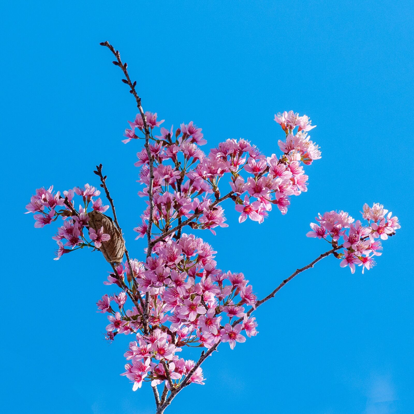 Nikon D300 sample photo. Cherry flowers, pink, natural photography