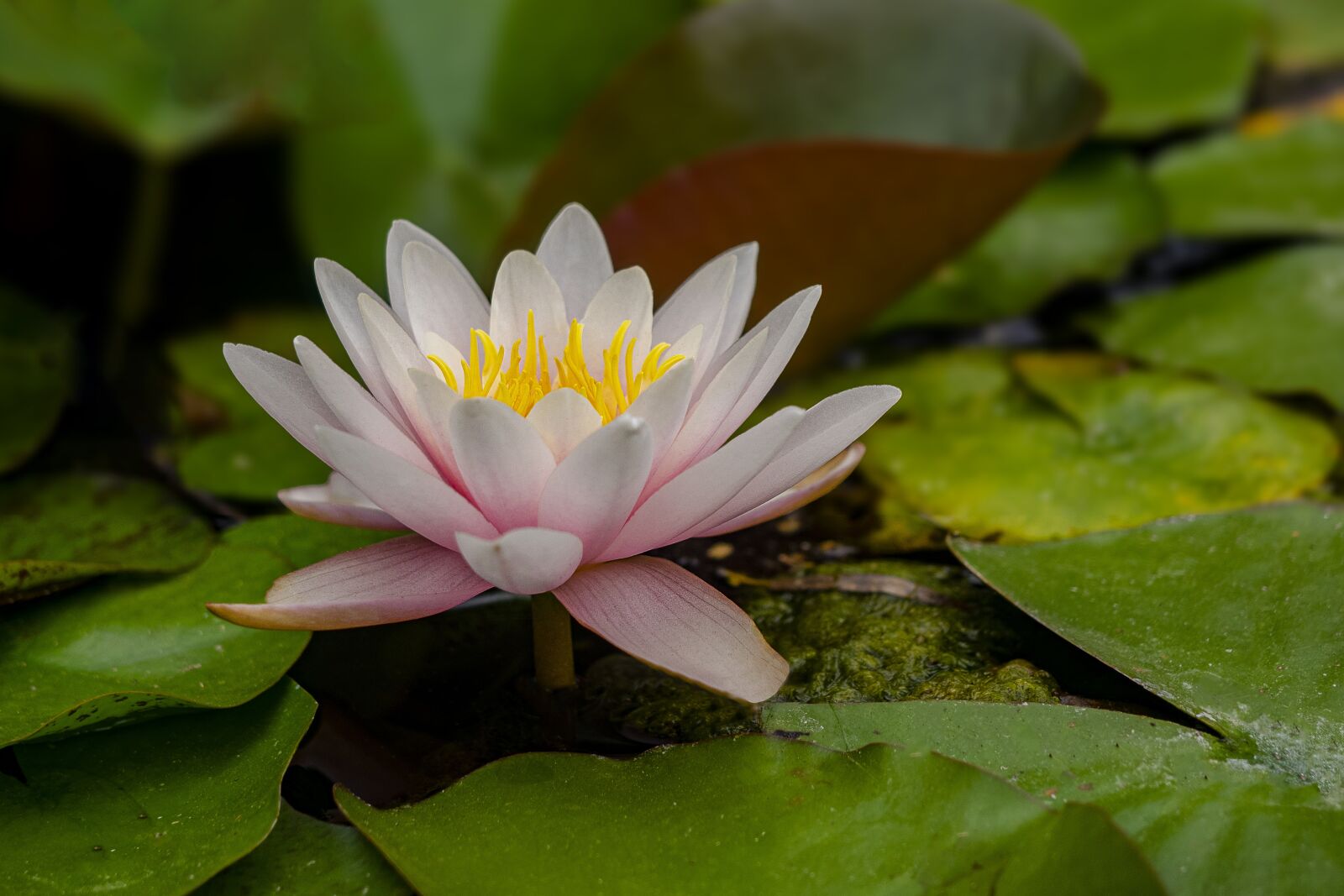 Olympus OM-D E-M1 sample photo. Flower, aquatic, water lilies photography