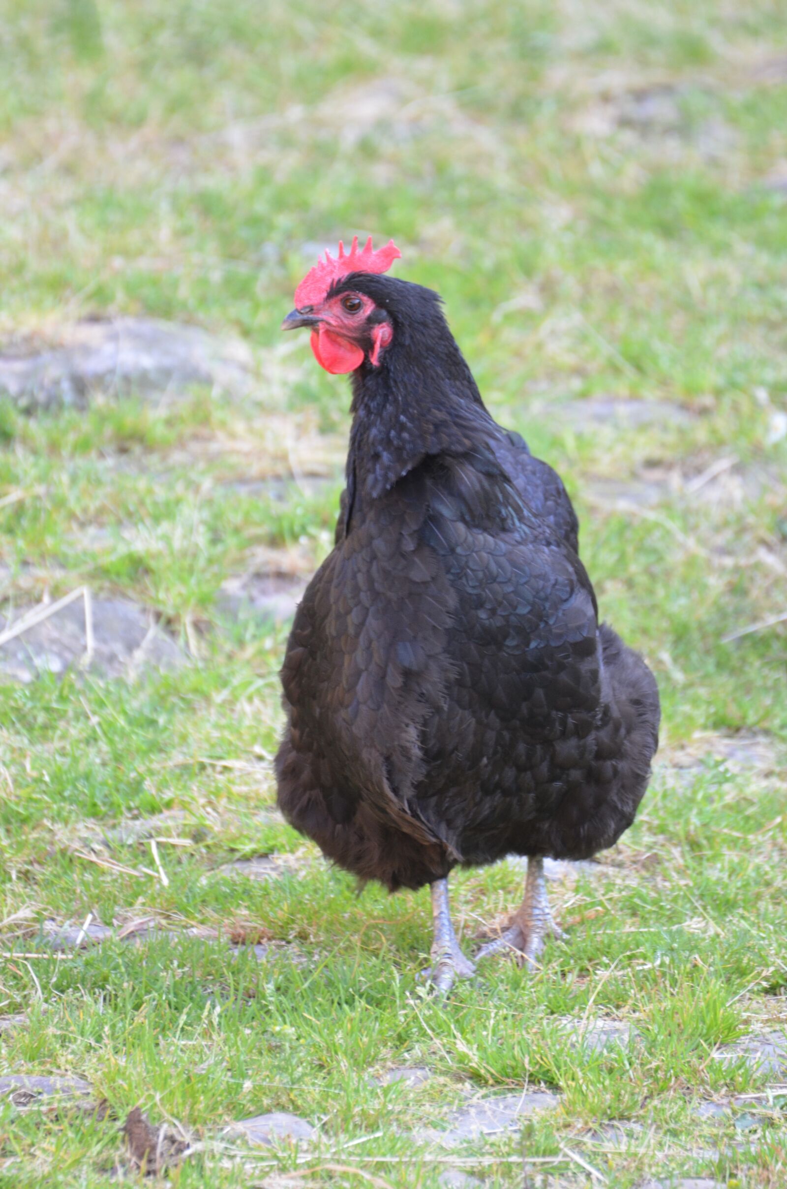 Nikon D5100 sample photo. Chicken, chickens, mother hen photography