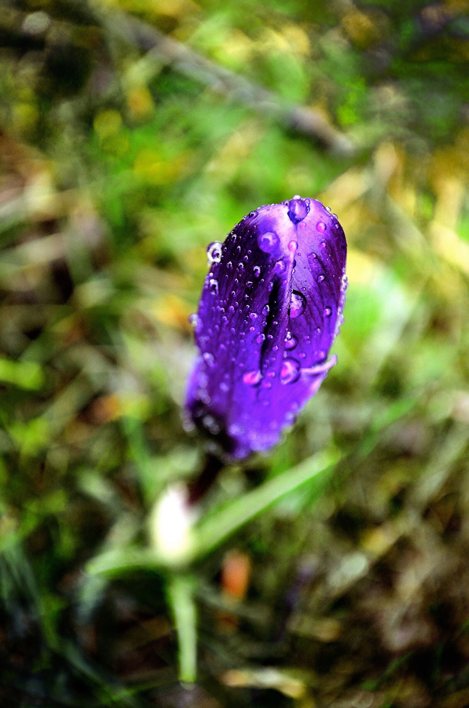 Nikon D5100 sample photo. Flower, spring, season photography