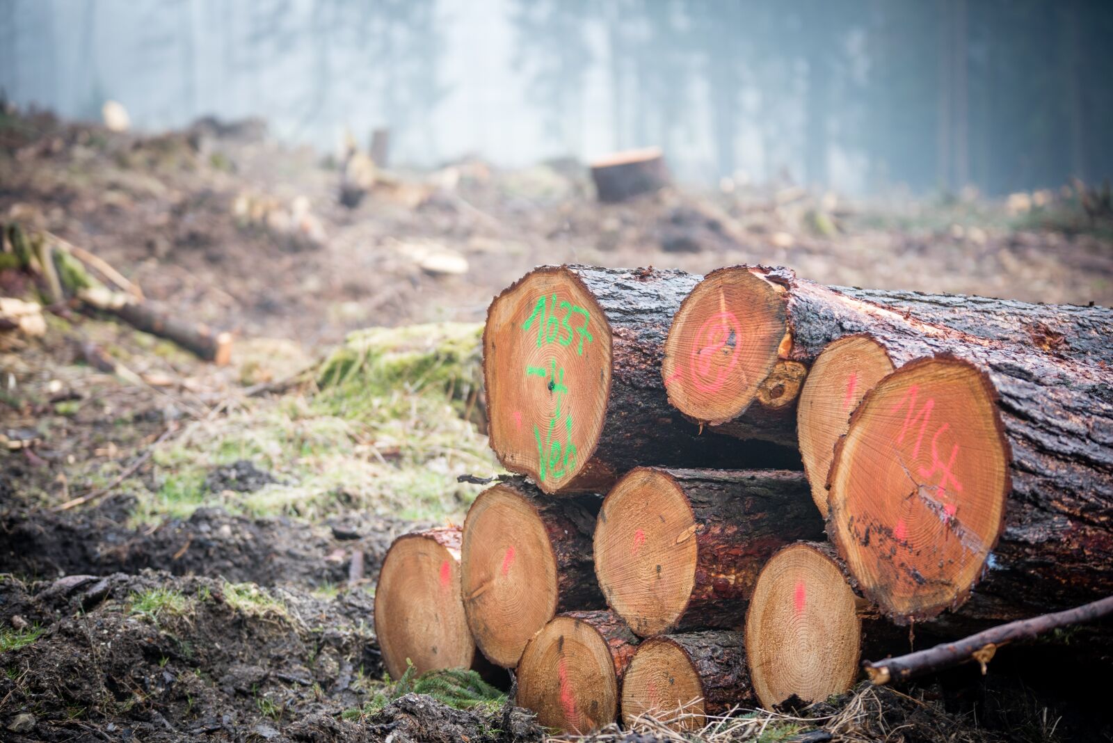 Nikon D750 sample photo. Log, wood, forest photography