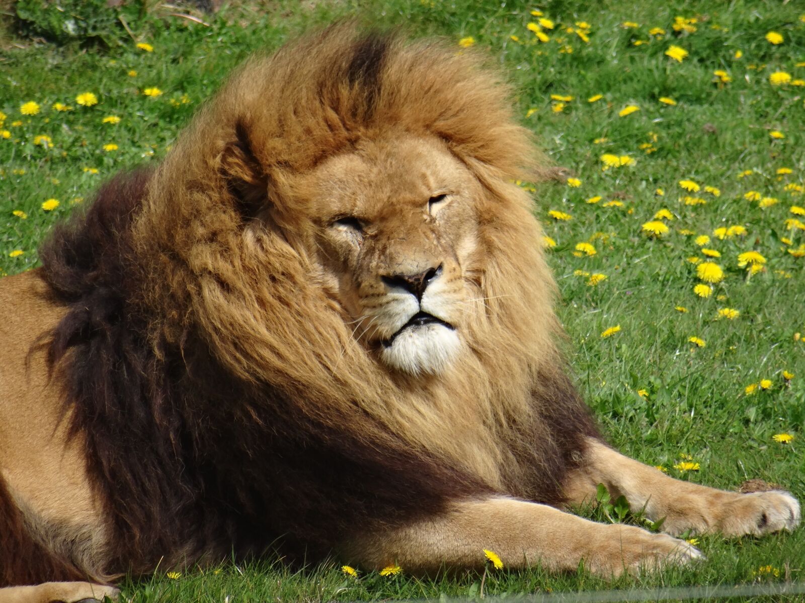 Sony DSC-HX50 sample photo. Lion, yorkshire wildlife park photography