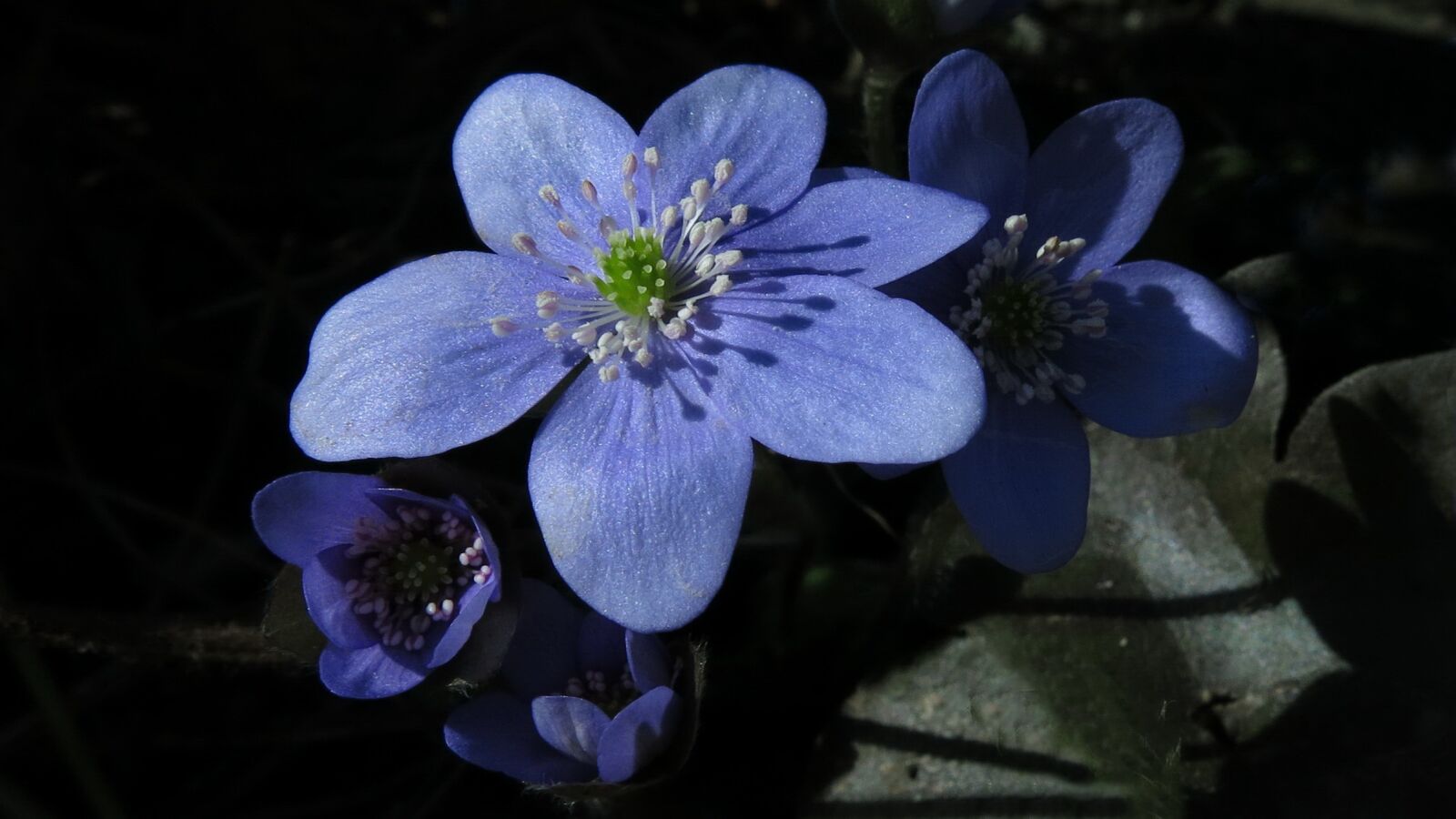 Canon PowerShot G15 sample photo. Hepatica, hahnenfu gew chs photography