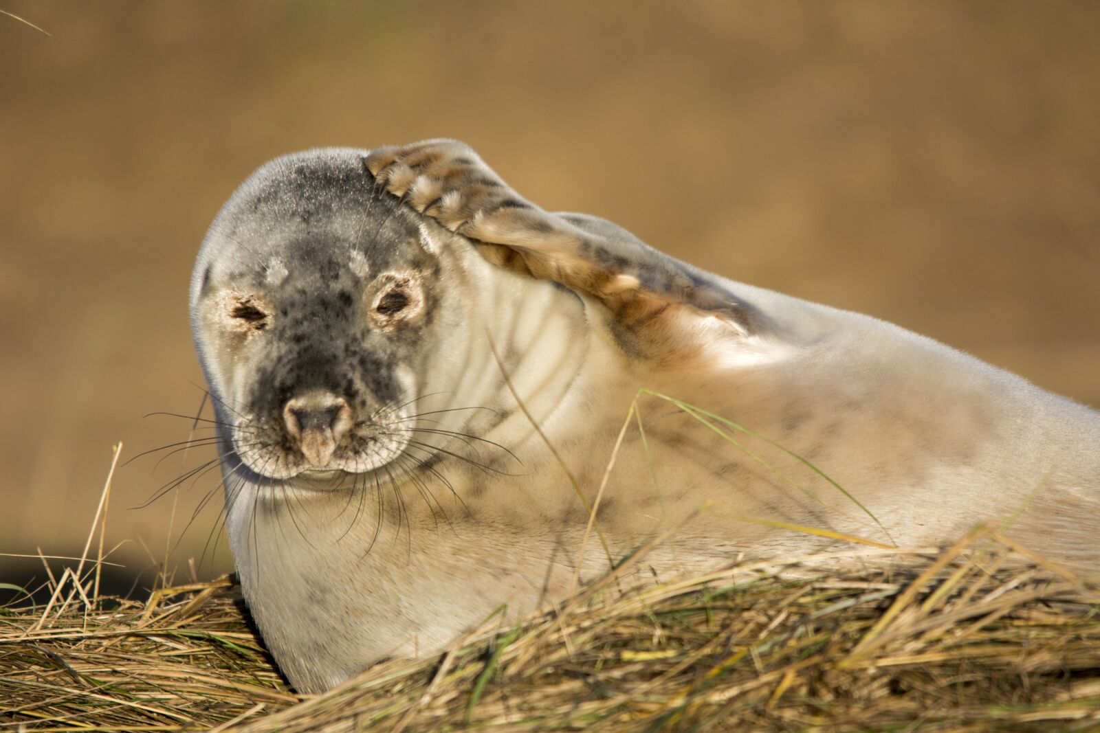 Nikon D5200 sample photo. Seal, closeup, wildlife photography