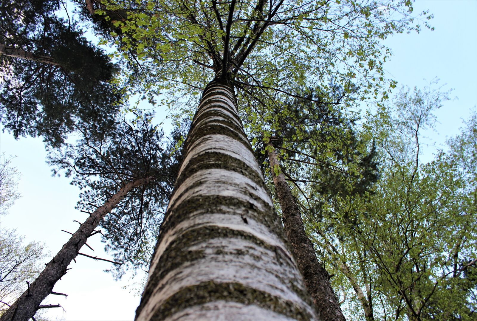 Canon EOS 600D (Rebel EOS T3i / EOS Kiss X5) sample photo. Birch, tree, low angle photography