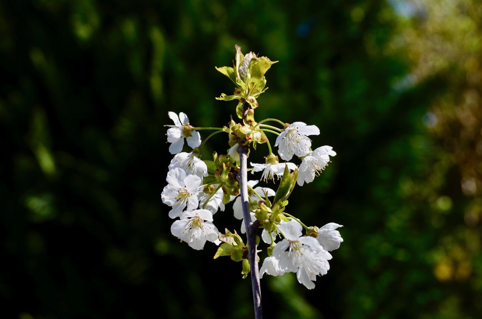 Nikon D5100 sample photo. Cherry, cherry blossom, cherry photography