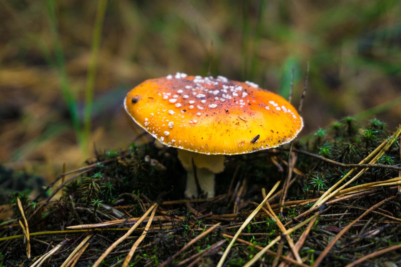 Sony E 16-50mm F3.5-5.6 PZ OSS sample photo. Autumn, paint, forest photography