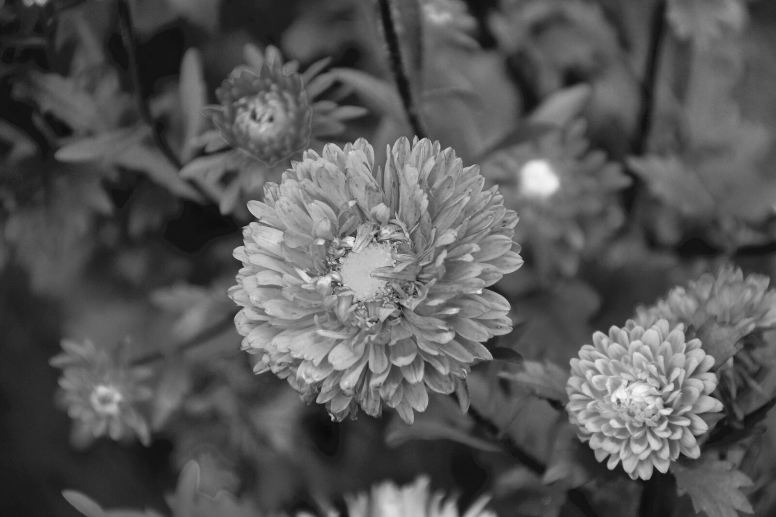 Nikon D5200 sample photo. Flower, flowers, photo black photography