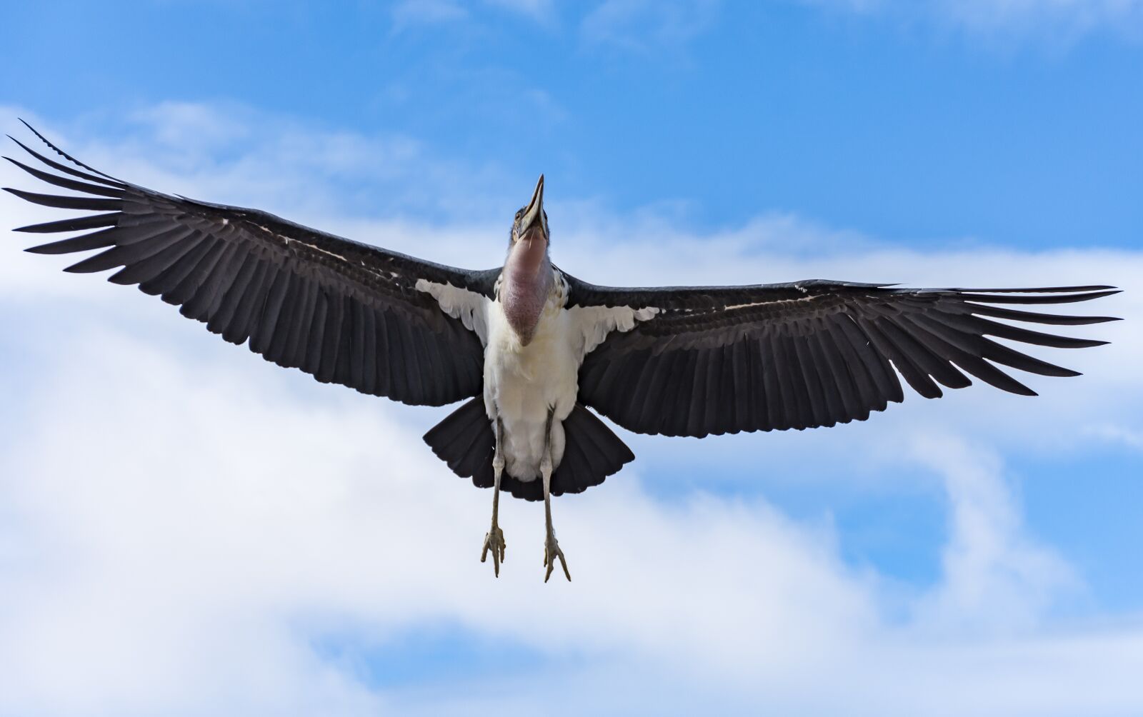 Nikon D7200 sample photo. Bird, raptor, animal photography