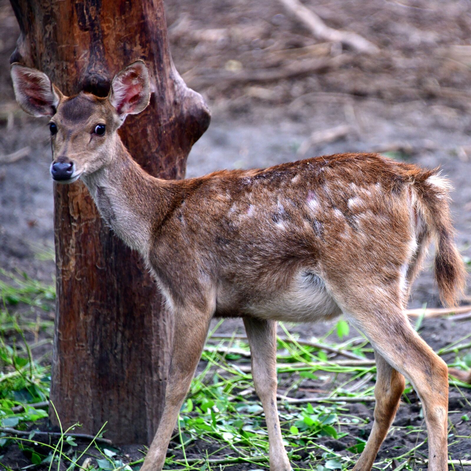 Nikon D850 sample photo. Dear, fawn, animal photography