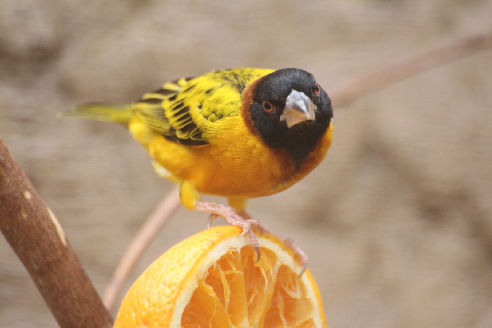 Canon EOS 650D (EOS Rebel T4i / EOS Kiss X6i) sample photo. Bird, zoo, animal photography