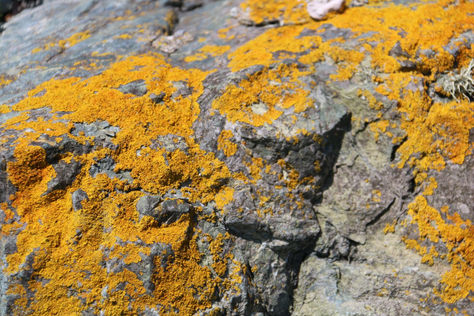 Canon EF-S 18-200mm F3.5-5.6 IS sample photo. Lichen, rock, stone photography