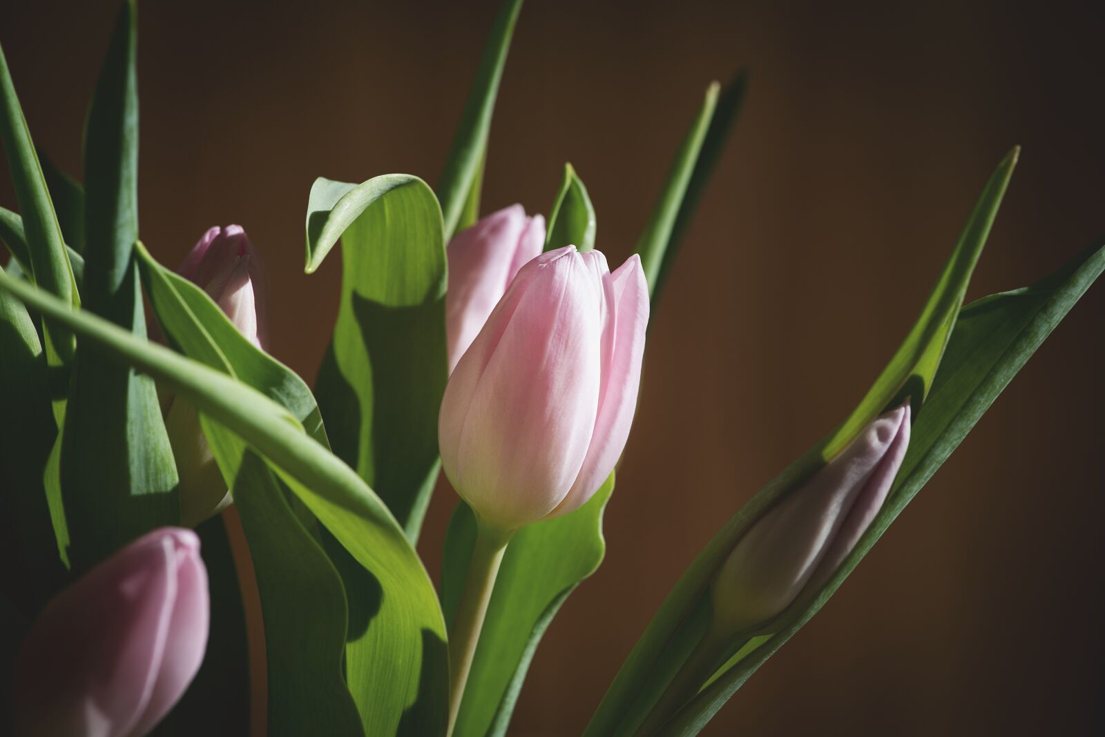 Nikon D750 sample photo. Tulips, pink, flowers photography