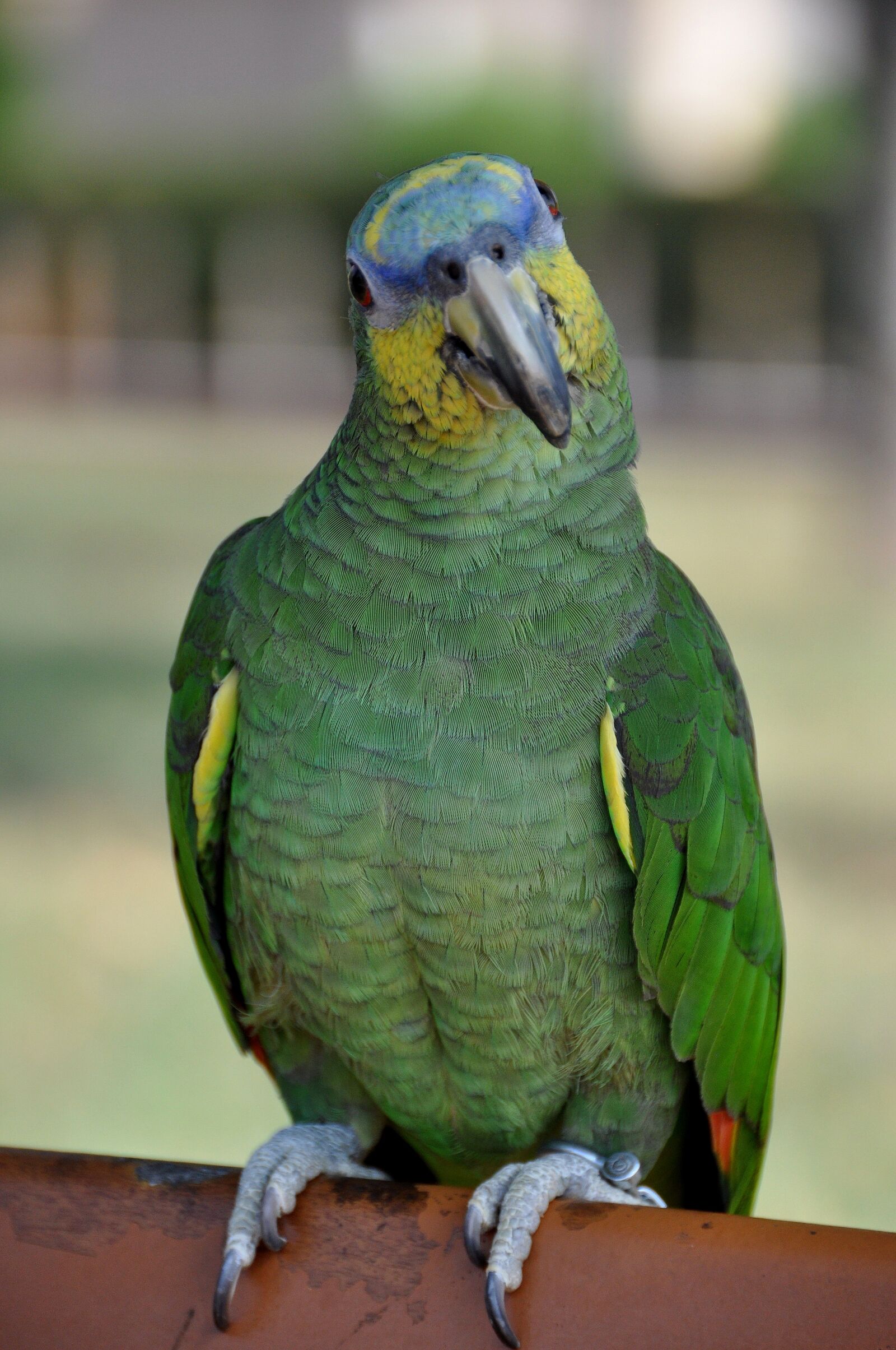 Nikon D90 sample photo. Parrot, green, yellow photography