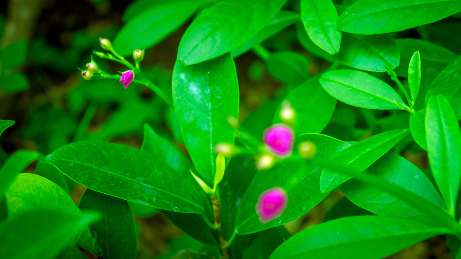Sony Alpha a3000 + Sony E 18-55mm F3.5-5.6 OSS sample photo. Beautiful, flowers, flowering, plant photography