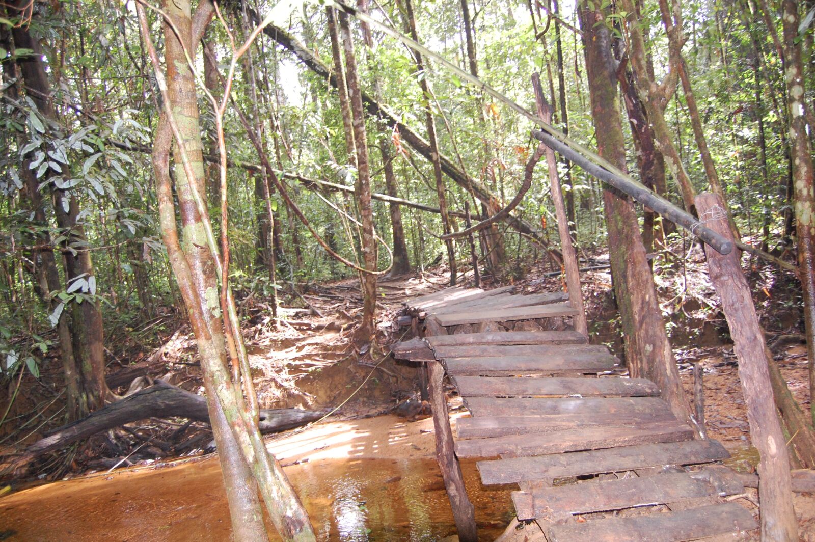 Nikon D40 sample photo. Bridge, forest, nature photography
