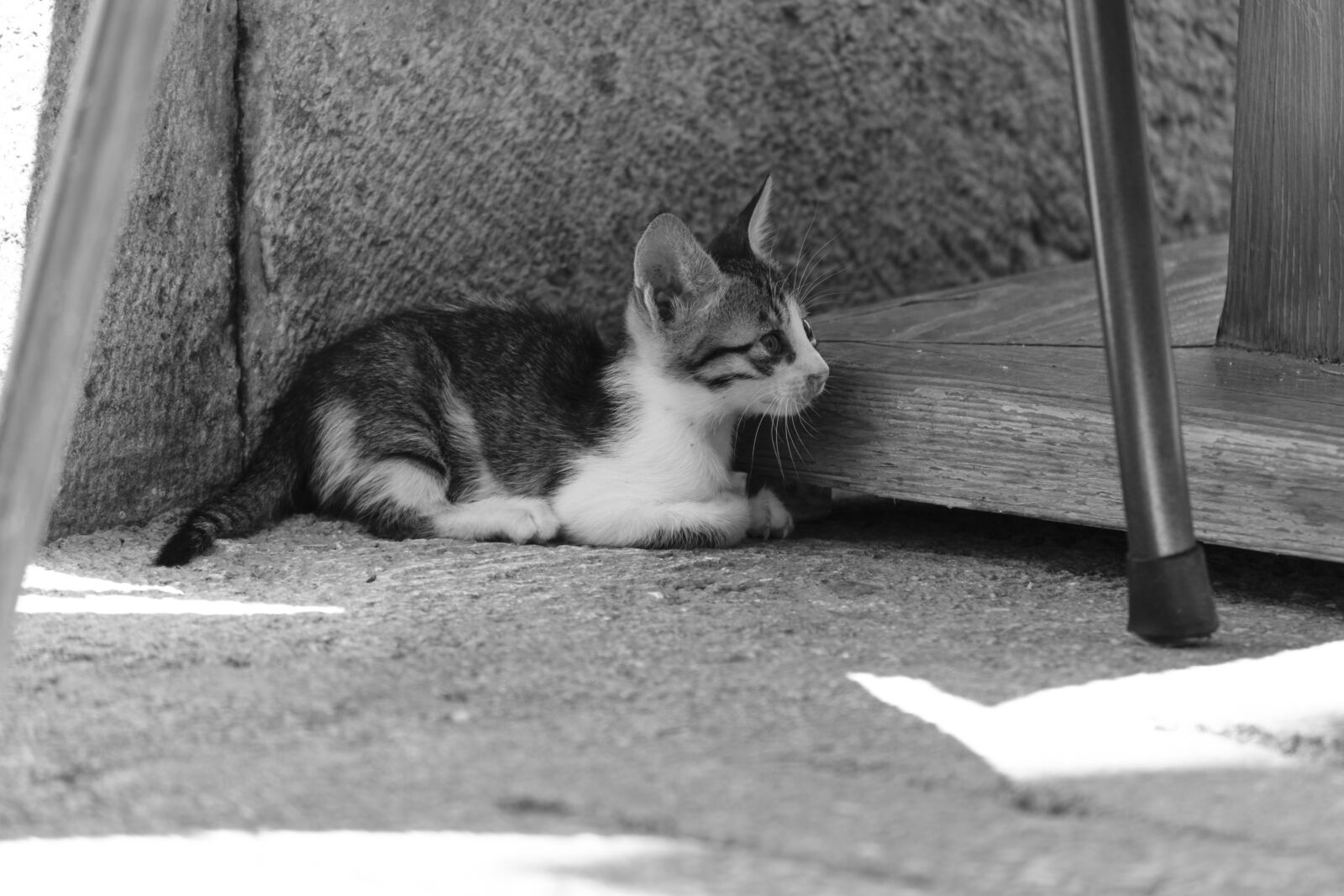 Fujifilm X-T2 + Fujifilm XF 55-200mm F3.5-4.8 R LM OIS sample photo. Cat, kitten, baby photography