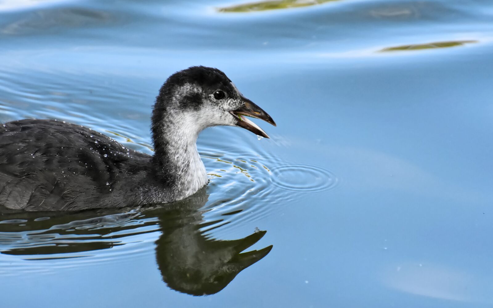 Nikon D7200 sample photo. Coot, chicks, animal photography