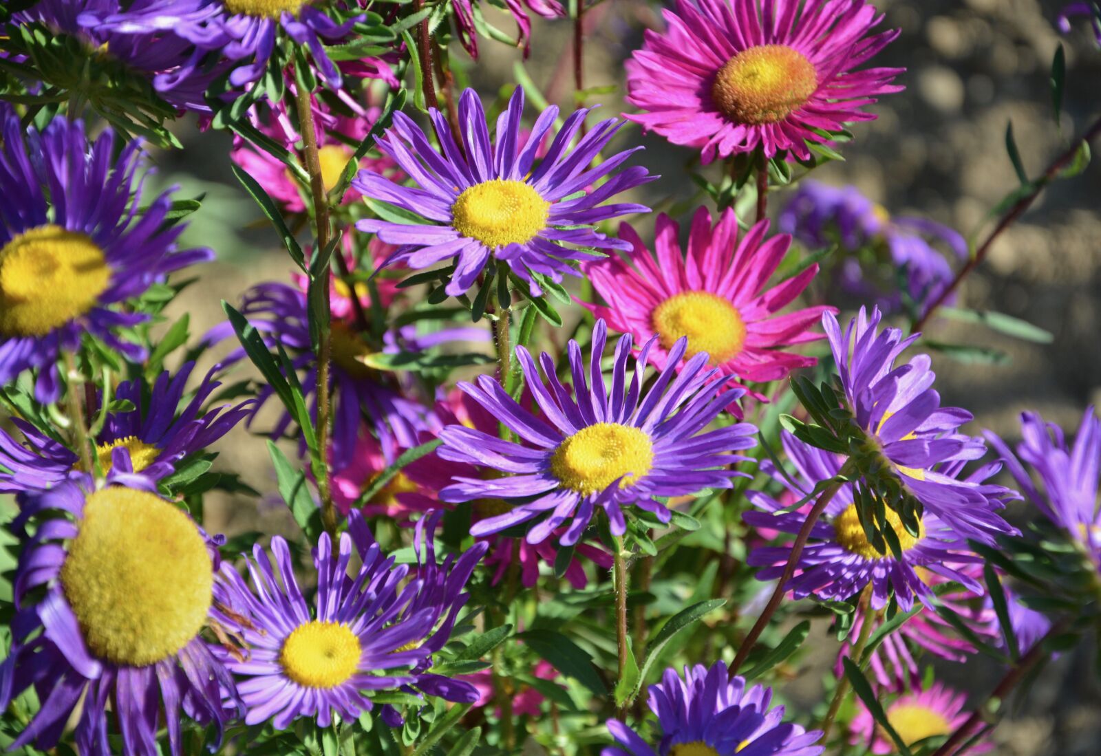 Nikon D5200 sample photo. Flowers, flower, plants photography