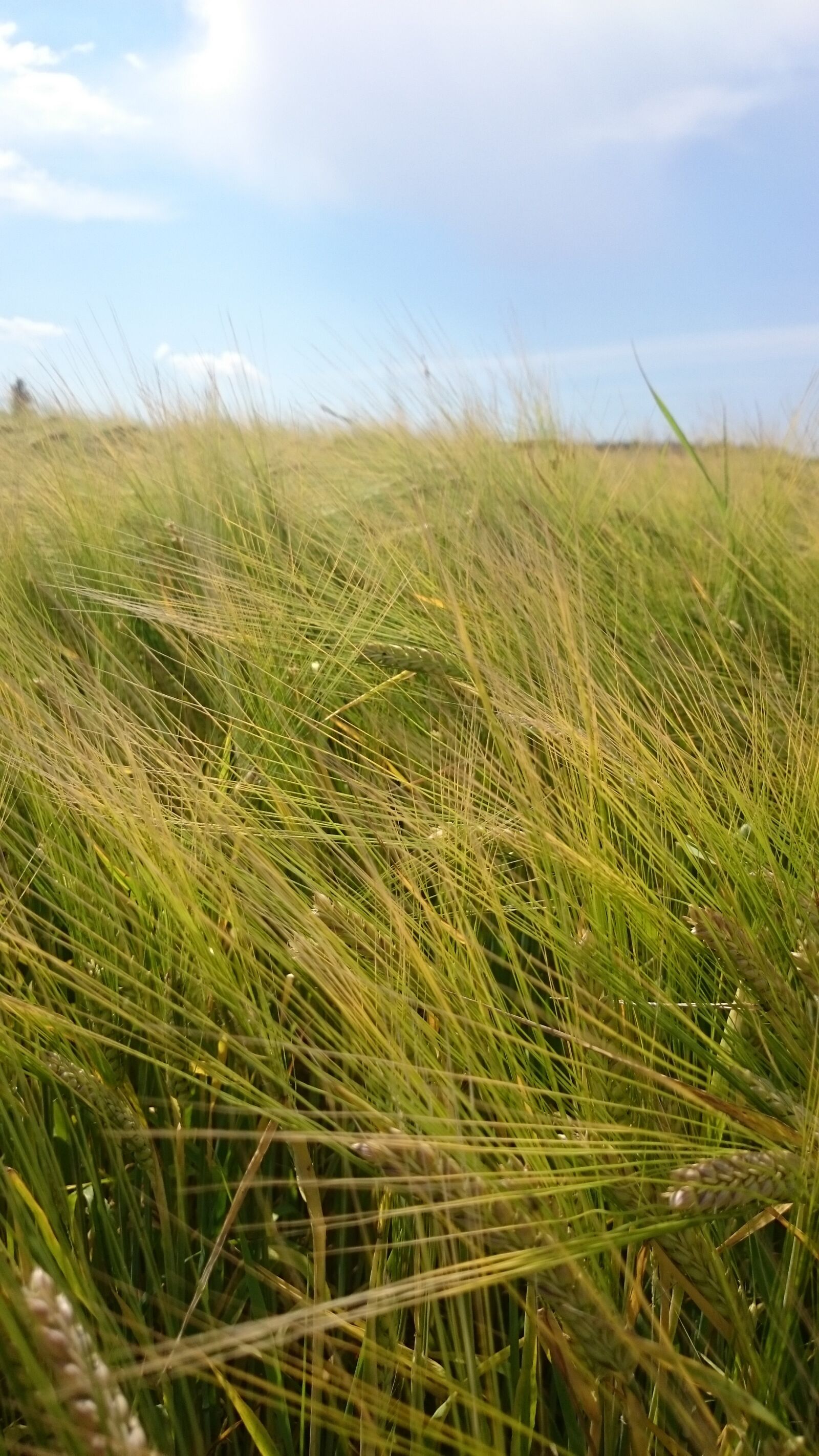 Sony Xperia Z2 sample photo. Cereals, wheat, field photography