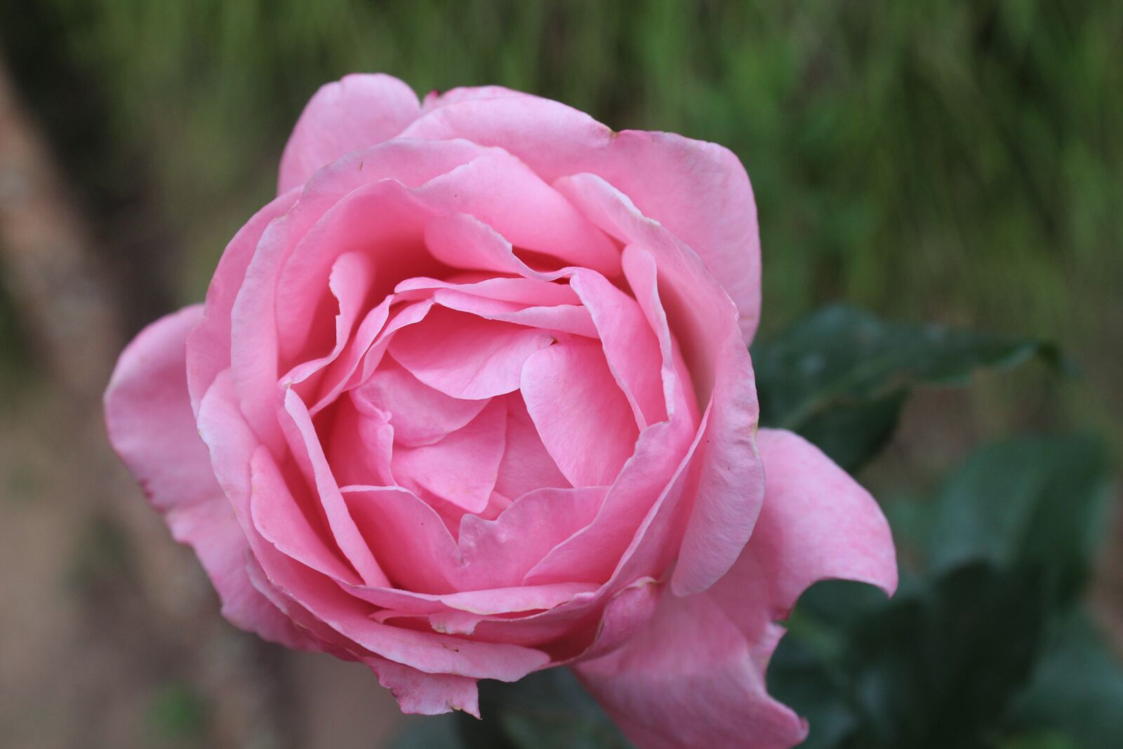 Canon EOS 700D (EOS Rebel T5i / EOS Kiss X7i) sample photo. Park, red, rose photography