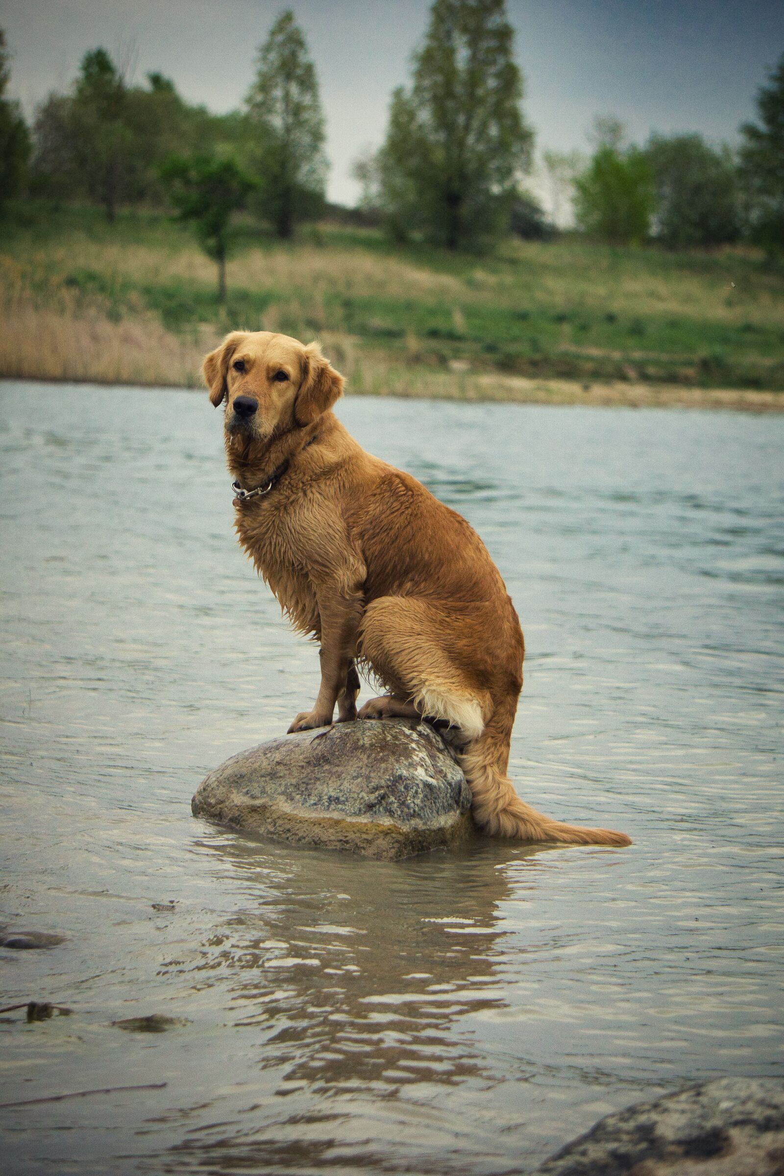 Sony E 55-210mm F4.5-6.3 OSS sample photo. Dog, golden retriver, golden photography