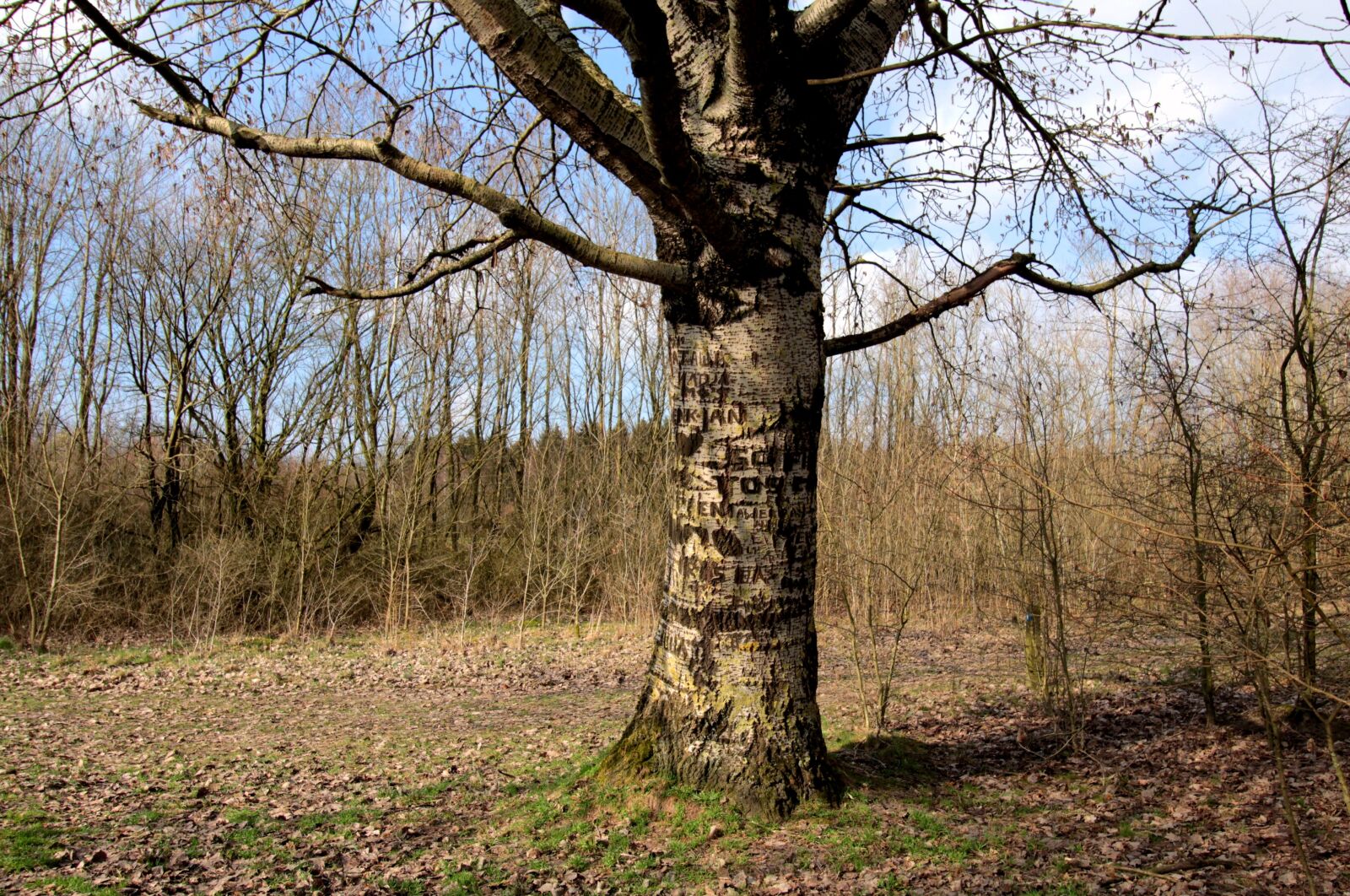 Canon EOS 600D (Rebel EOS T3i / EOS Kiss X5) sample photo. Tree trunk, nature, bomenpraat photography