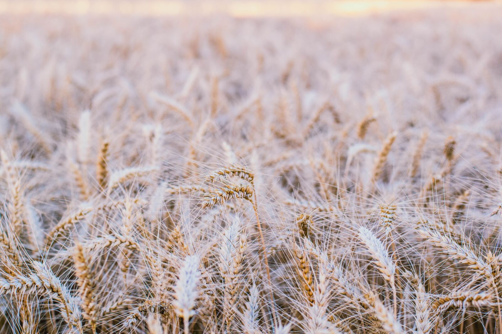 Nikon D5600 sample photo. Grain, field, landscape photography