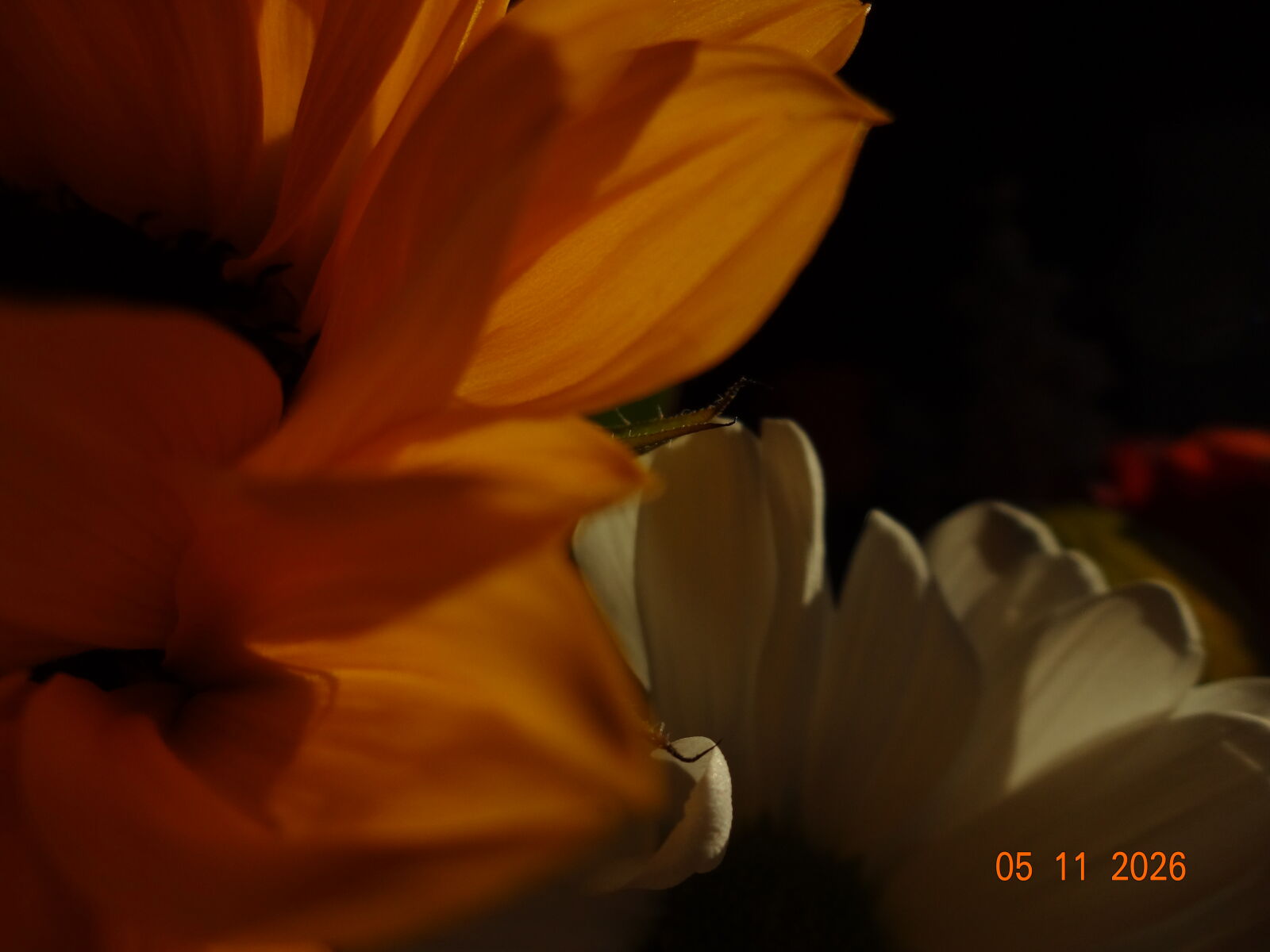 Sony DSC-WX100 sample photo