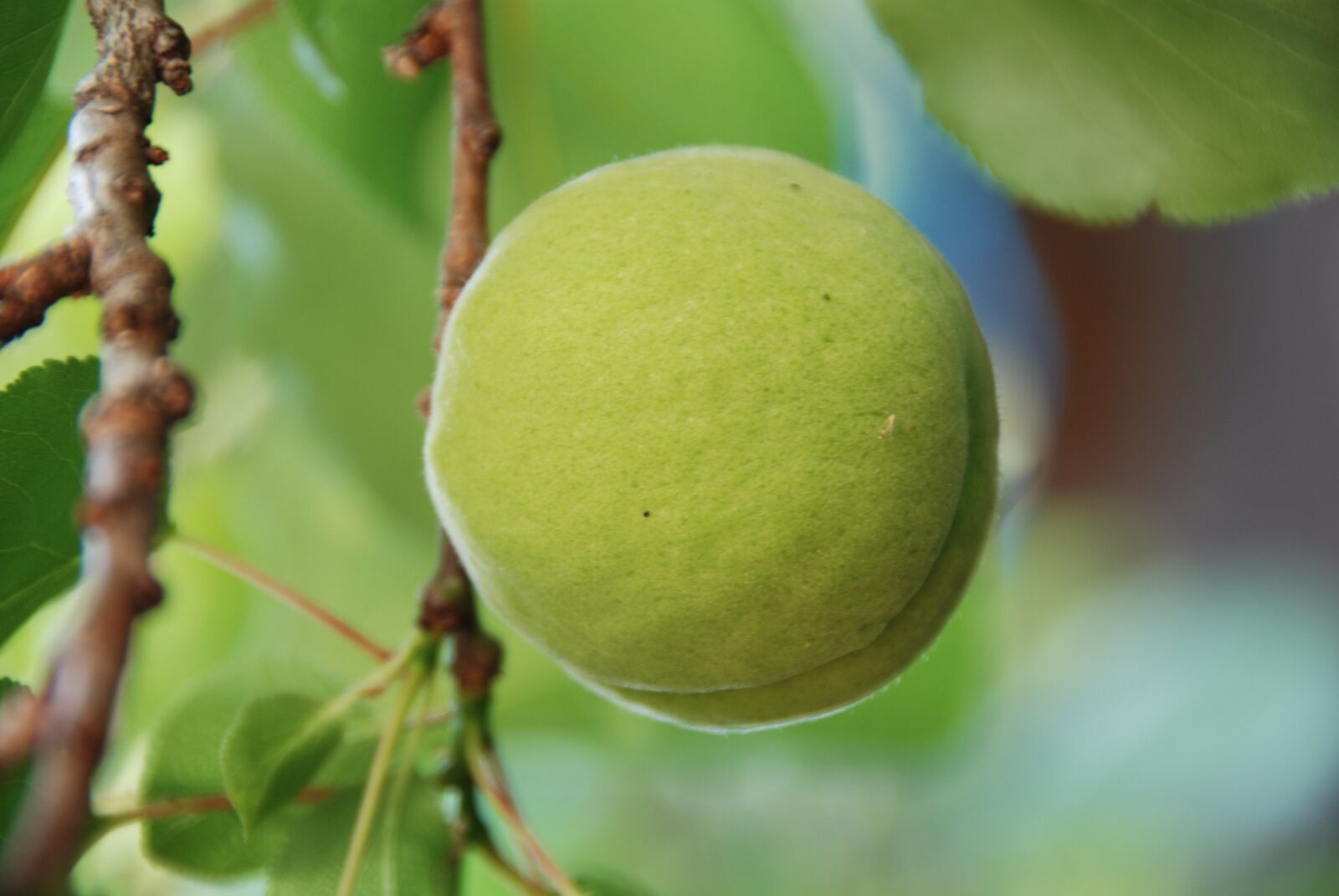Nikon D80 sample photo. Apricot, immature, green photography